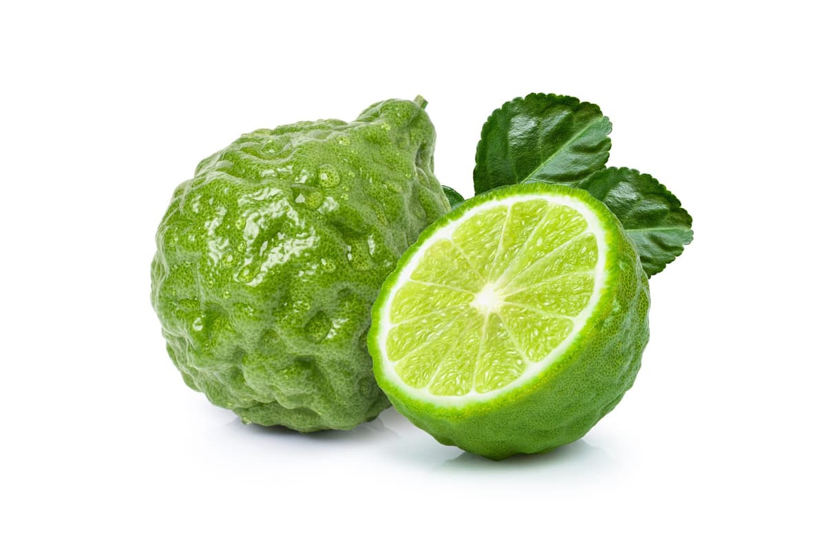 Bergamot Sophisticated Scene
