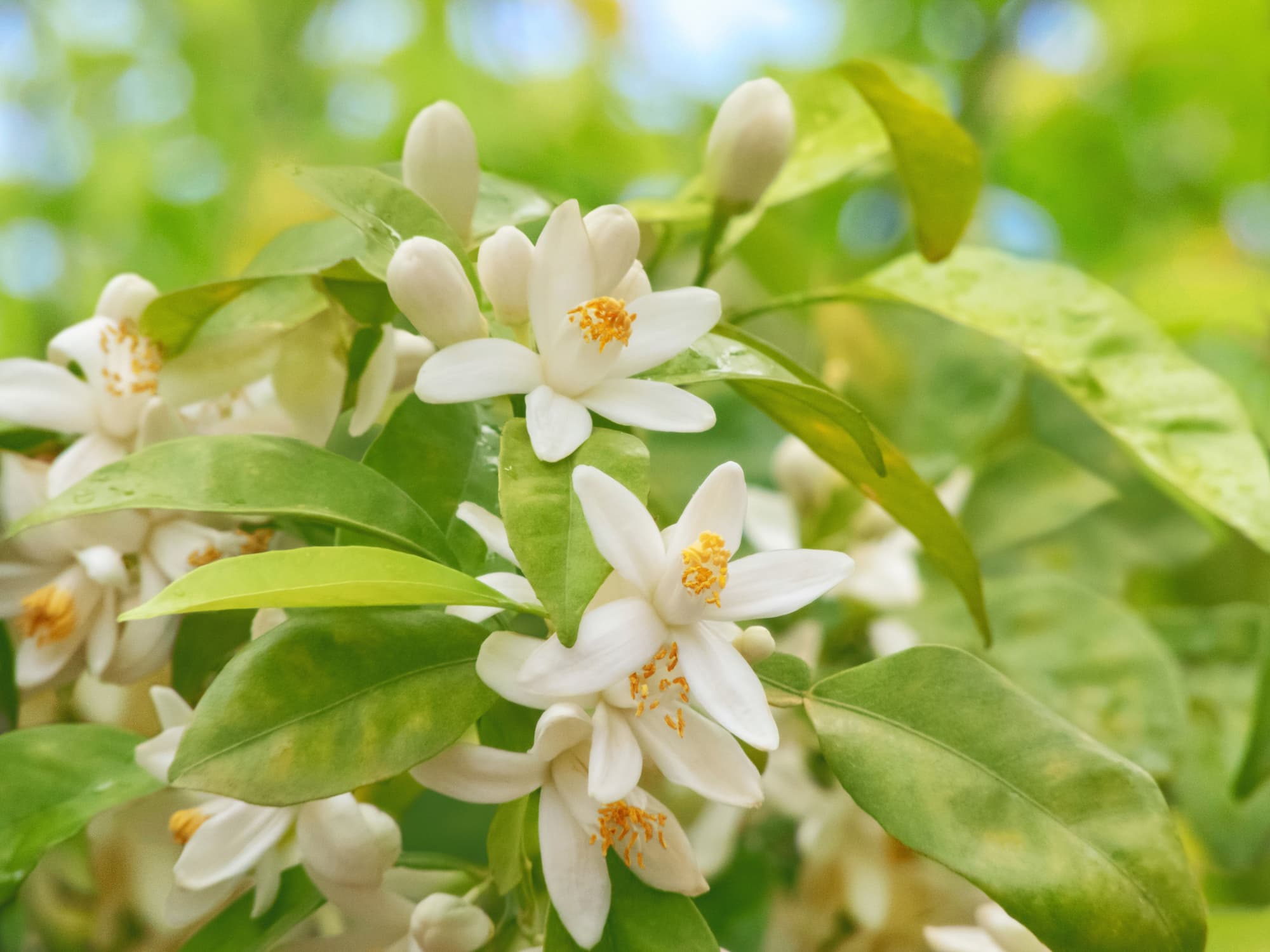 Best Neroli & Citrus Blossom Fragrances