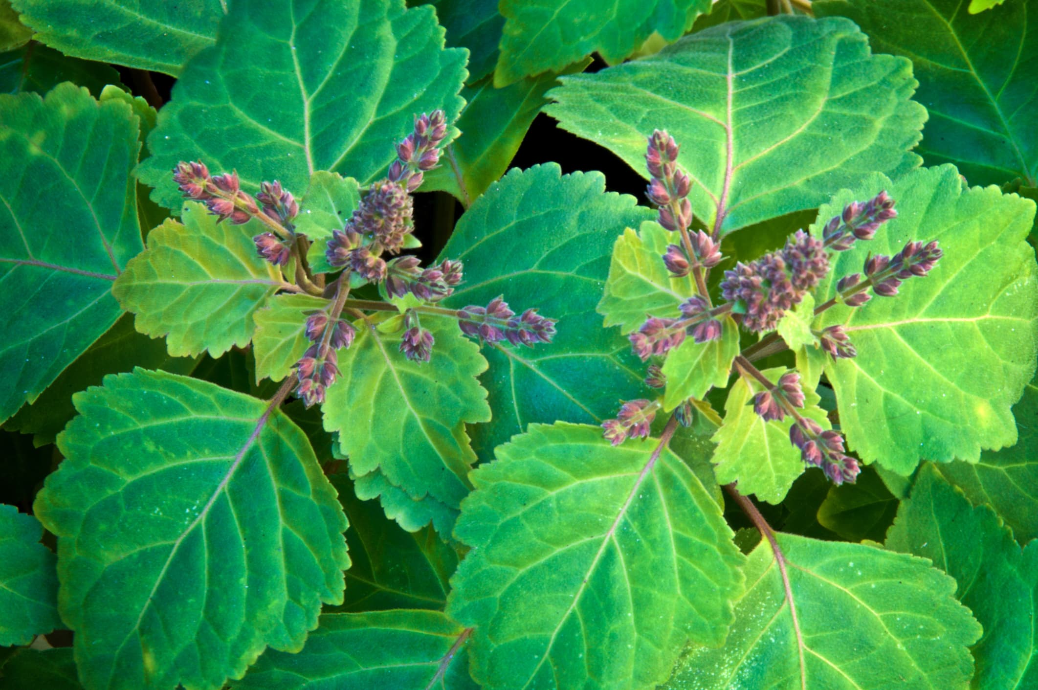 Best Patchouli Fragrances (Modern)