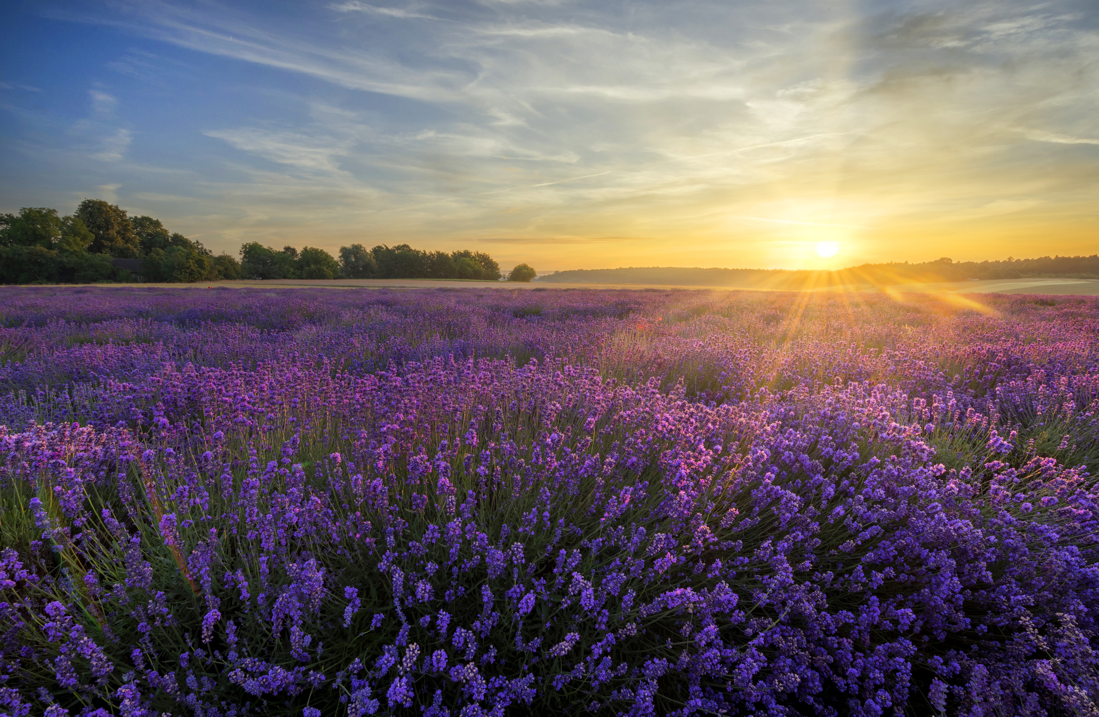Best Lavender Fragrances